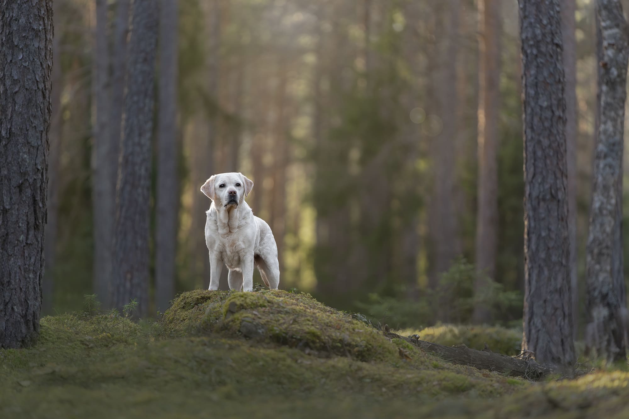fine art hundeportrett i skogen